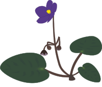 Saintpaulia