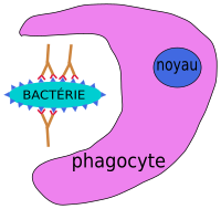 phagocytose