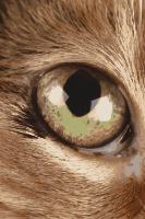 cat eye