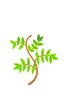 Leaves and branches