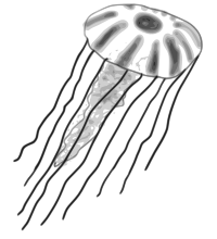 Jellyfish