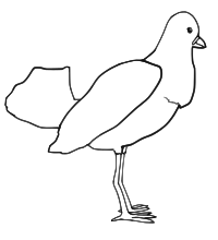 Bird (outline)
