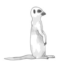 Meerkat