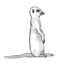 Meerkat Scetch w/ Hard lines
