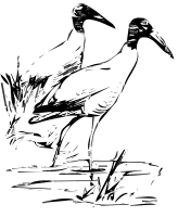 Wood Ibis