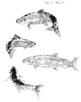 Atlantic Salmon (autotrace)