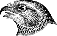 Bird's Head