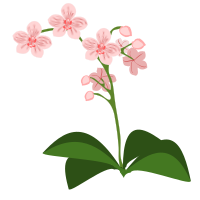 Phalaenopsis