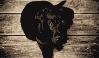 Labrador Puppy