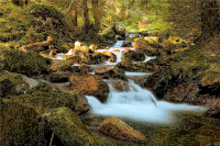 Mountain Stream In Forest