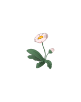 Flower Daisy