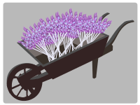Wheel-barrow-lavender