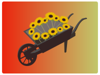 Wheel-barrow-sunflower