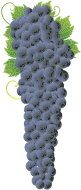 Bunch Of Delicious Grapes