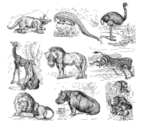 African animals (white background)
