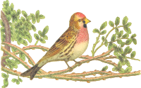 Lesser redpoll
