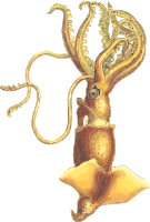 Squid