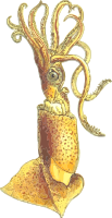Squid 2