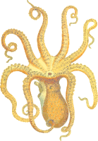 Octopus 3