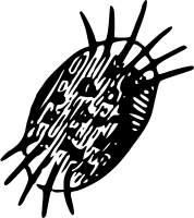 Infusoria 5