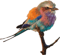Coracias garrulus