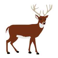 Male Deer