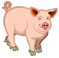 pig - coloured