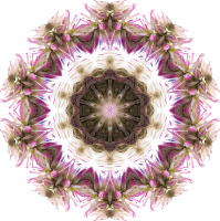 Wildflower kaleidoscope 7
