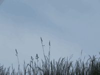 weeds in the summer