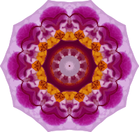 Orchid kaleidoscope 5
