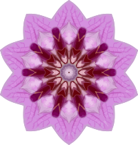 Orchid kaleidoscope 7