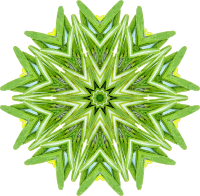Rosemary kaleidoscope 12