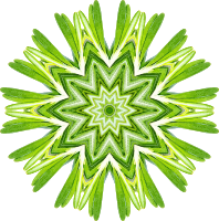 Rosemary kaleidoscope 13