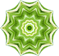 Rosemary kaleidoscope 15