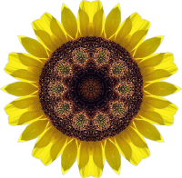 Sunflower kaleidoscope 4