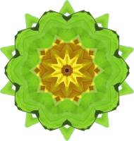 Sunflower kaleidoscope 7