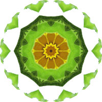 Sunflower kaleidoscope 8