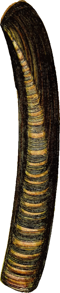 Razor shell