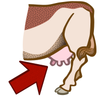 udder - coloured