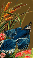 Cigarette card - Blue Jay