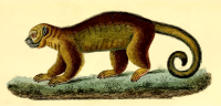 Kinkajou