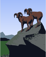 Mountain goats