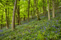 Surreal Flowery Forest