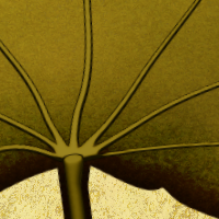 leaf closeup