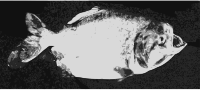 Piranha