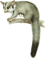 Sugar glider 2