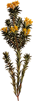 Flax-leaved gnidia