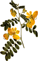 Two-flowered cassia