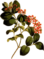 Smooth-leaved barbadoes cherry