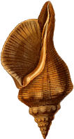 Horse conch